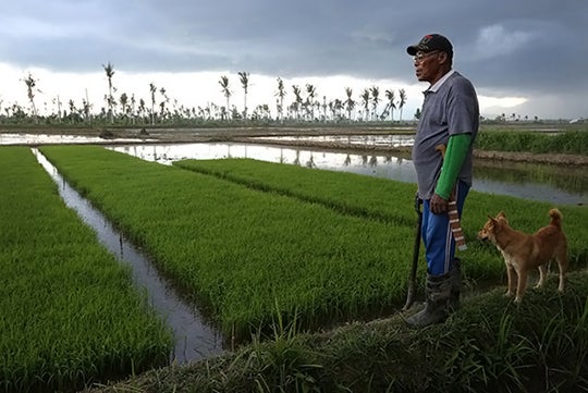 A rice farmer surveys his fields as they recover from Typhoon Haiyan. Dominic Chavez/World Bank A rice farmer surveys his fields as they recover from Typhoon Haiyan. Dominic Chavez/World Bank