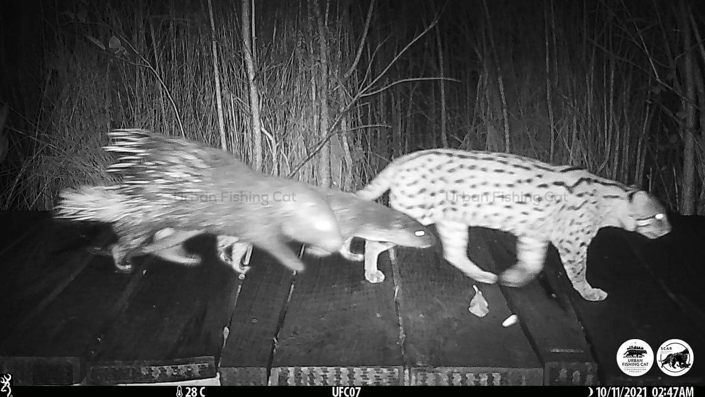 Nocturnal camera trap picture of otter, fishing cat and porcupine. Photo: Urban Fishing Cat Conservation Project