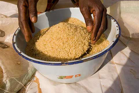 Rice grains in bowl. Photo: Arne Hoel | The World Bank