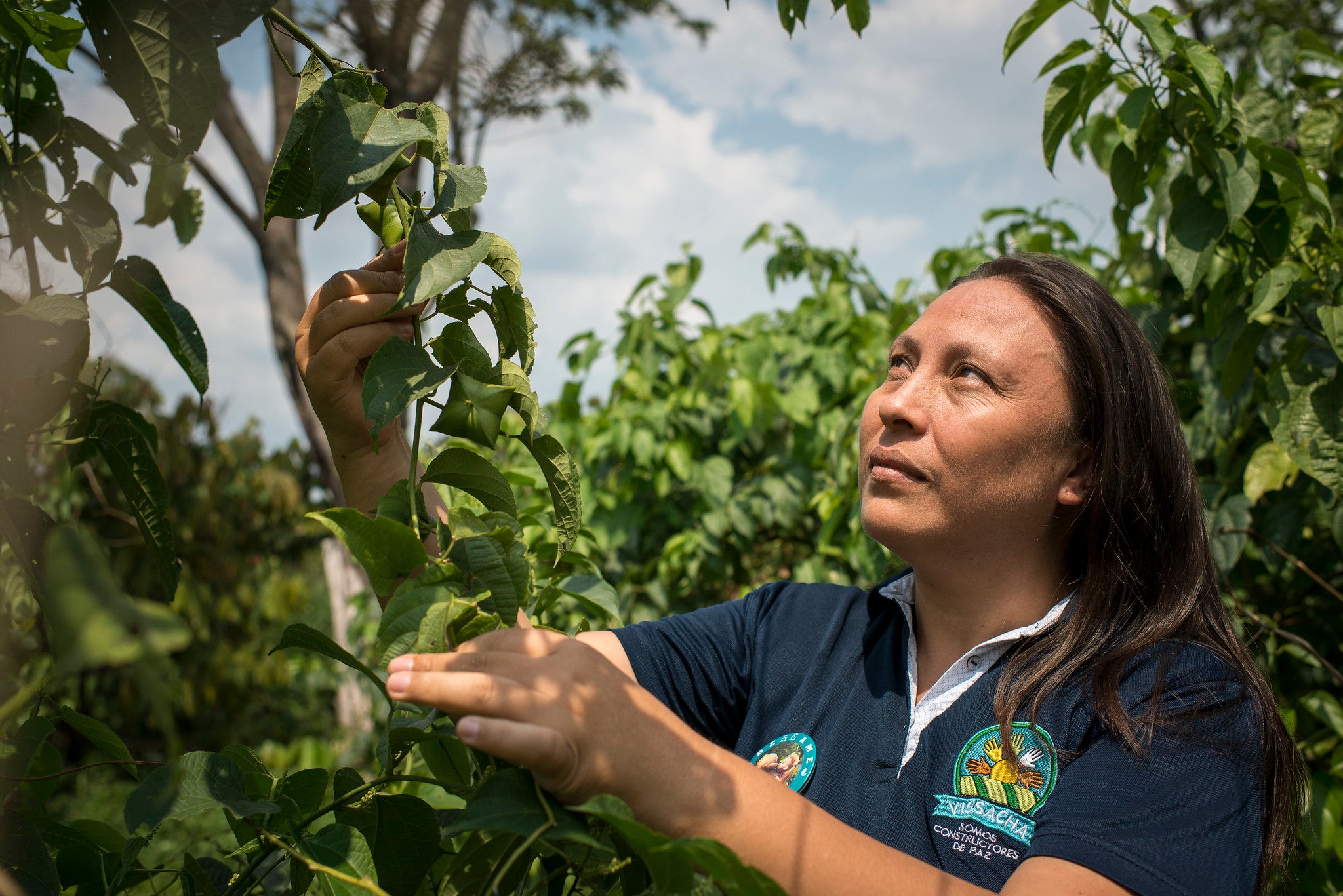 Sacha Inchi crop. Photo: Nadège Mazars/World Bank