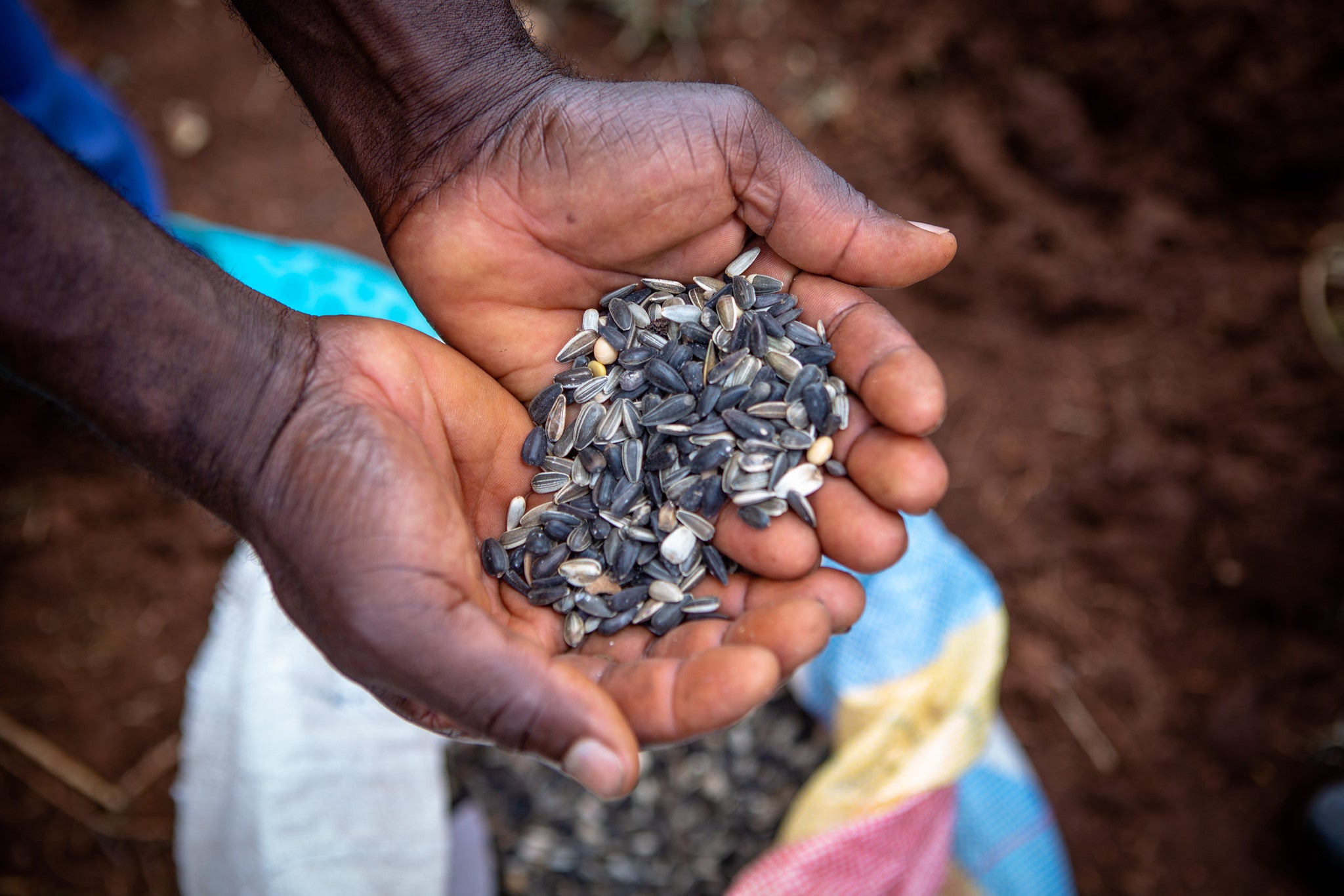 Hands holding seeds