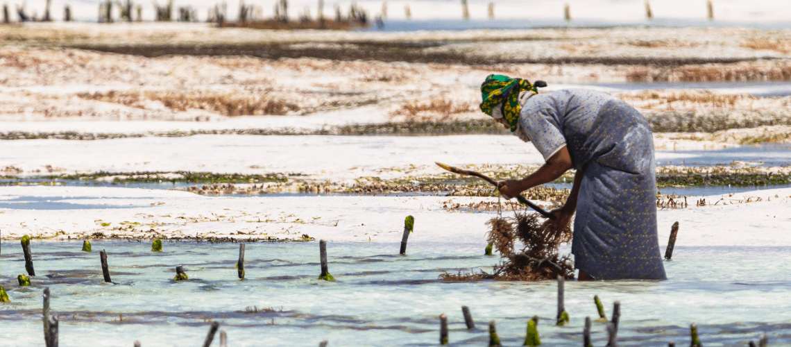 Woman working in sea weed farm.