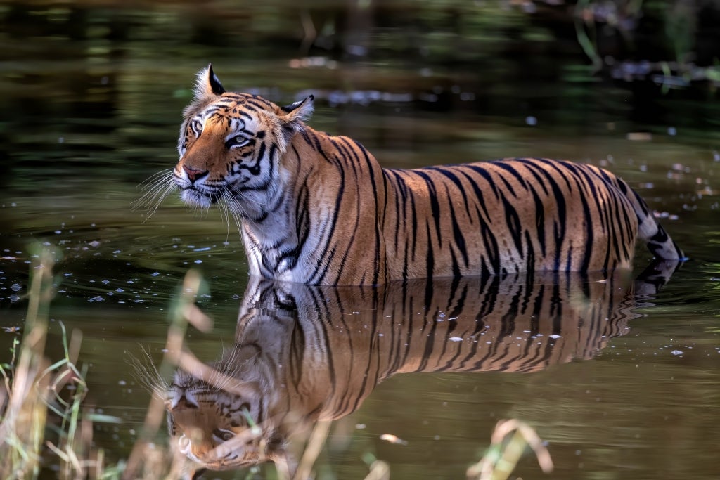 Tiger walking in the water of a small lake in Bandhavgarh National Park in India