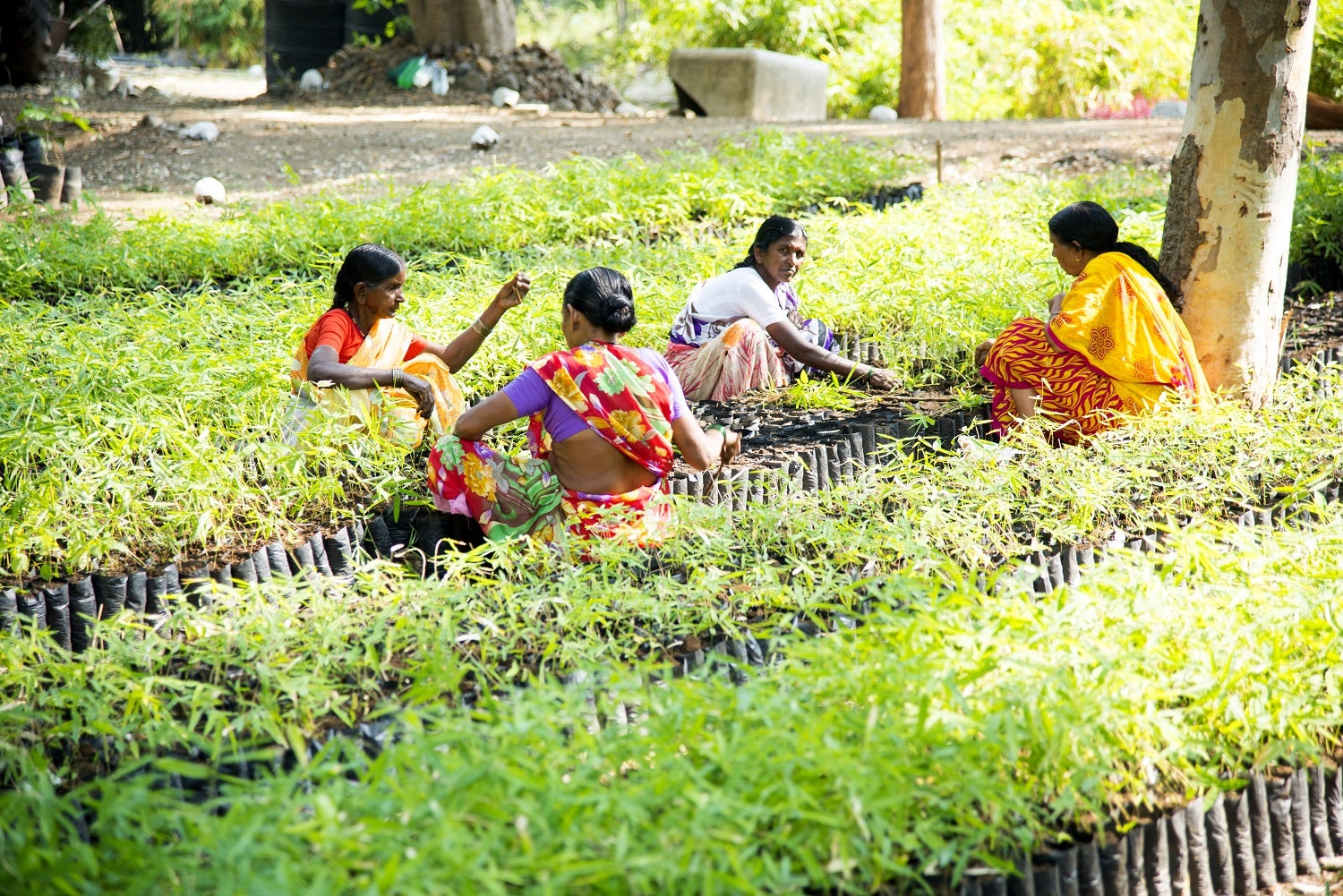 Women working at the forest department's Bamboo Plant Nursery in Maharashtra, India. Photo: CRS PHOTO / Shutterstock.com 