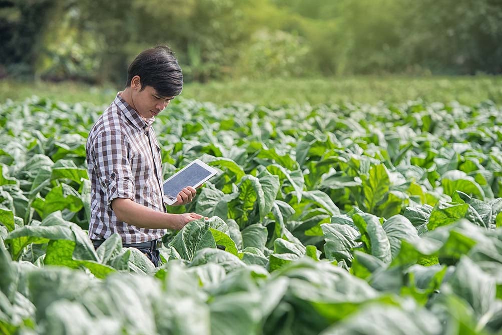 Farmers using digital tablet in the cultivation of tobacco. 