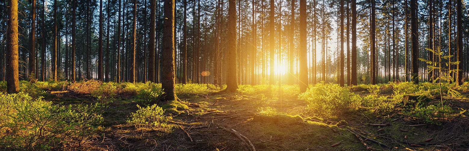 image: Forest panorama with sunsetlight