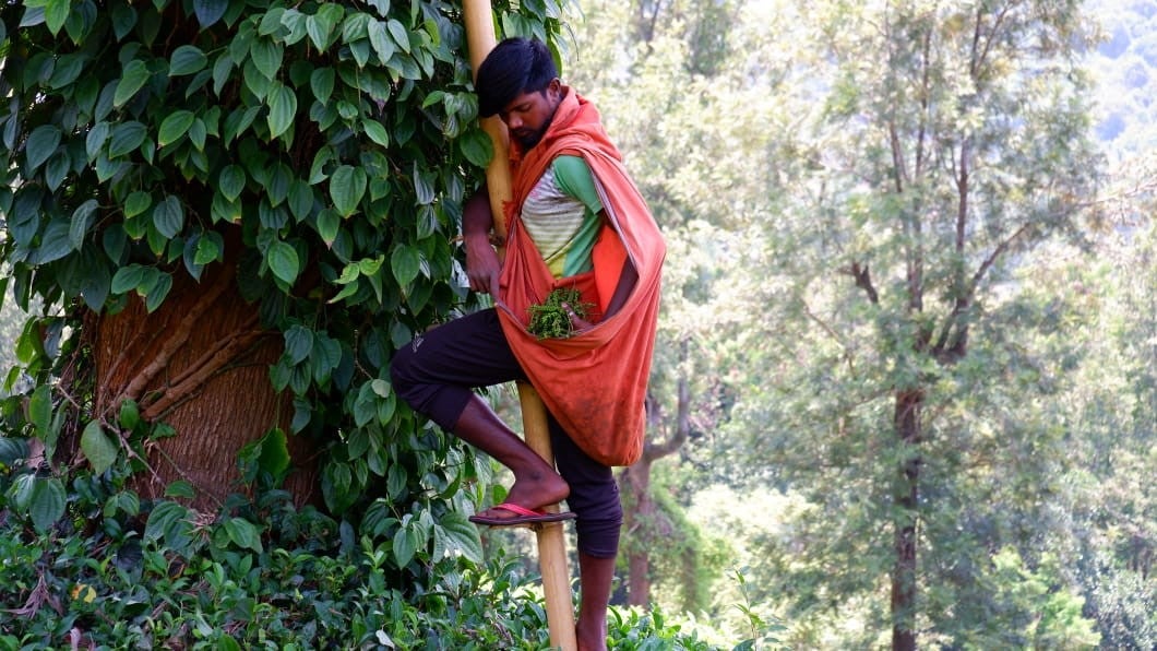 In Tamil Nadu?s picturesque Nilgiri Hills,  tribal farmers have long collected honey, beeswax, pepper, clove and nutmeg.