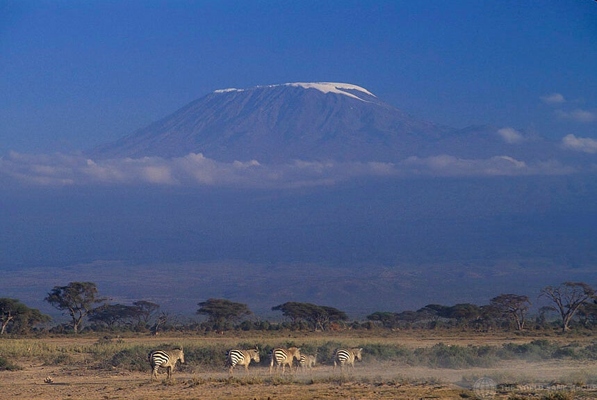 Five zebras walk along the plain somewhere in Kenya and Mount Kilimanjaro can be seen in the distance