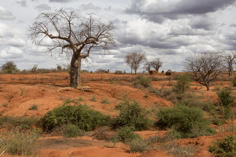 Baobab tree in a degraded, arid landscape in Kenya's Eastern province