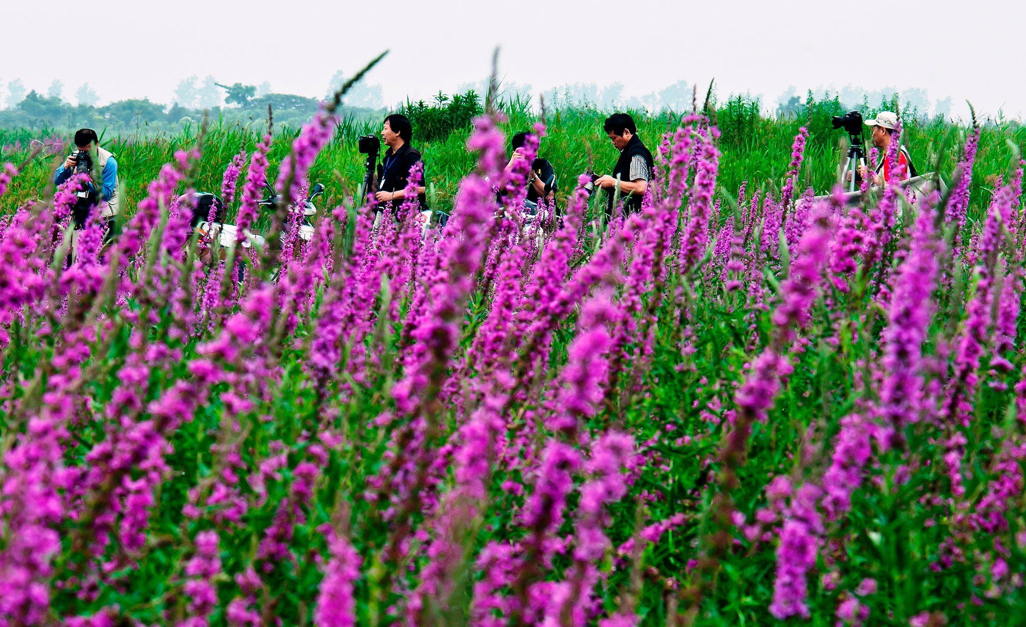 Tourists in a Wetland Park in China Image