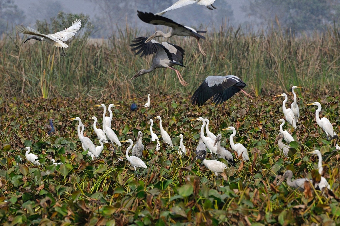 Egrets, storks, ibises and swamphens in the Koshi Tappu Wildlife Reserve, Nepal.Photo: Susheel Shrestha