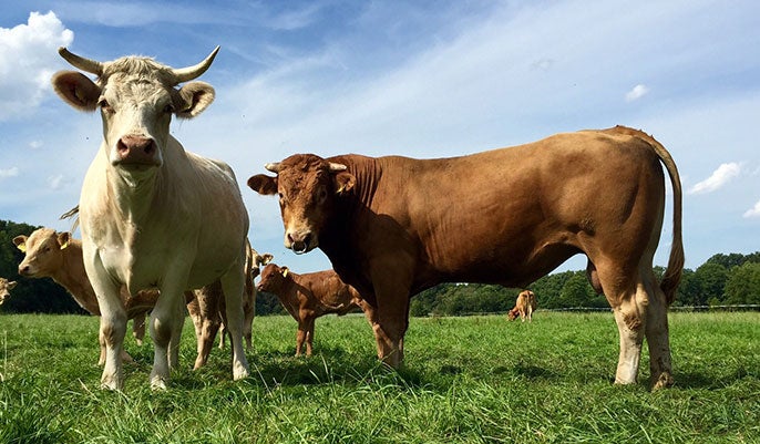 Cattle tagged through Uruguay’s national system for livestock information.