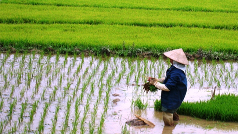 Vietnamese woman working in a paddy field. © Dina Umali-Deininger/World Bank 