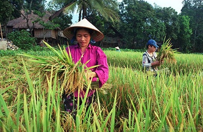 Farmers harvest rice in Vietnam. Tran Thi Hoa/World Bank