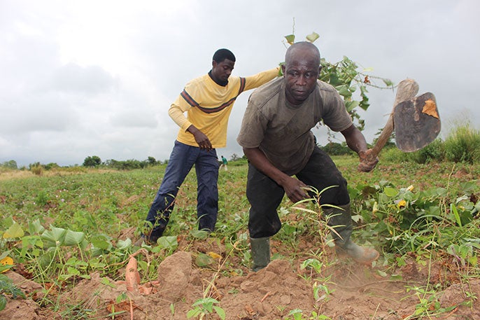 Julius Dorsese harvests sweet potato at his farm in Ghana.
