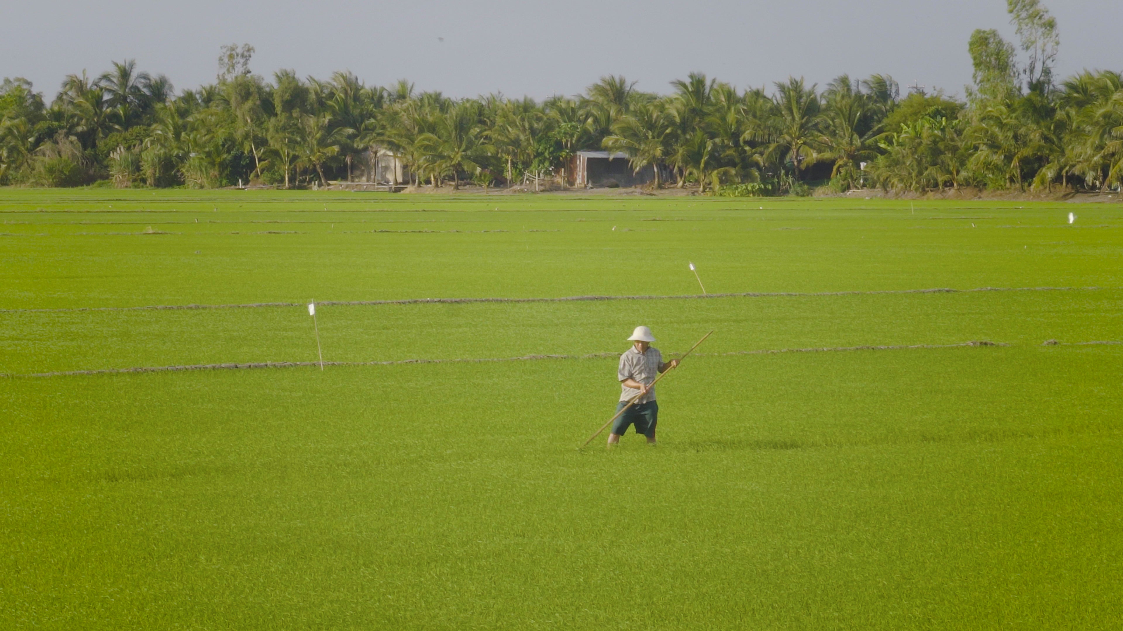Precision agriculture for smallholder farmers in Vietnam: How the Internet of Things helps smallholder paddy farmers use water more efficiently