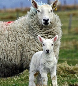 we're looking for ewe Image