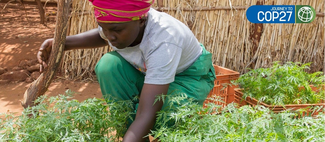 Woman tends mukau seedlings in Kenya.