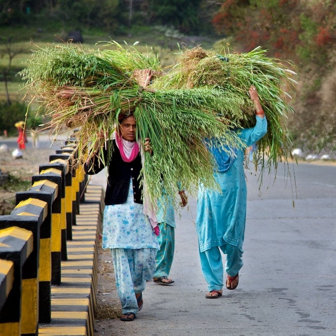 : Daily chores of rural women in Himachal Pradesh